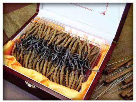 磴口冬虫夏草回收